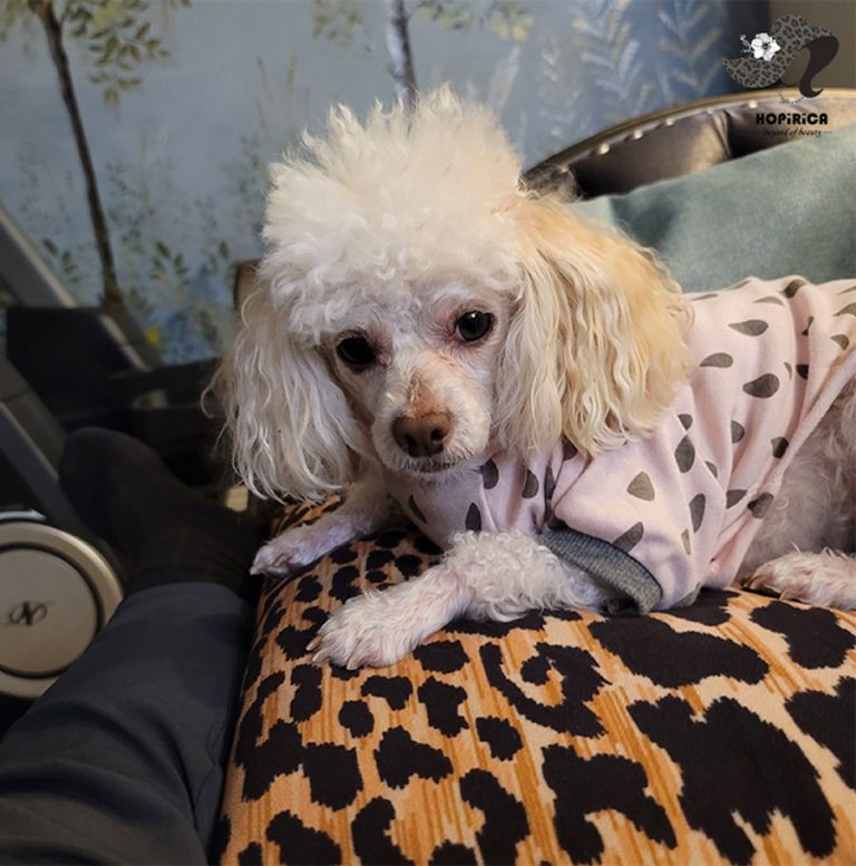 모카 Mocha 에 대해서 모든것 TOY POODLE MOCHA